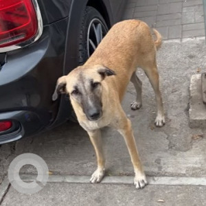 Found: Golden Female Indie Dog from Koregaon Park Lane 7