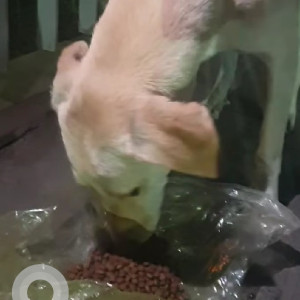 Found: White Male Indie Dog from Seasons Mall, Pune