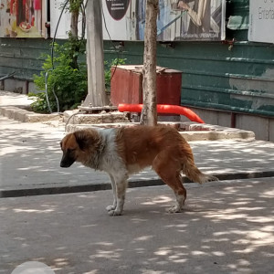 Missing: Brown Male Indie Dog from Sector 18, Noida