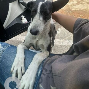 Missing: Black and White Female Indie Dog from Arjun Marg, DLF 1, Gurgaon