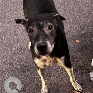 Missing: Black and Brown Male Indie Dog from Noida sector 45