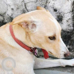 Missing: Brown Male Indie Dog from Namo Ghat