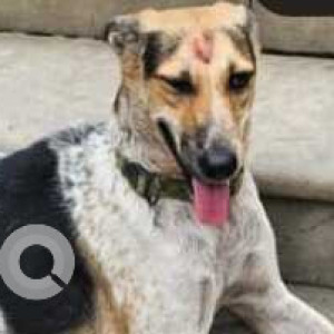 Missing: Black and Brown Female Indie Dog from Dera mandi farmhouse Chattarpur