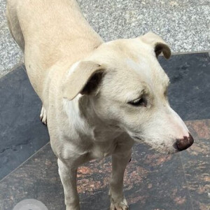 Found: White Female Indie Dog from Archie's at Karol Bagh Metro Station
