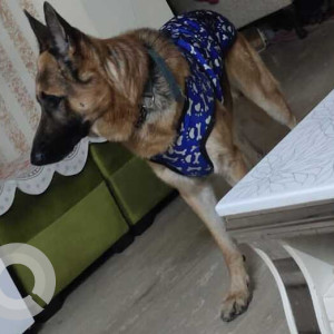 Missing: Black and Brown Male German Shepherd Dog from C block Greater kailash 1
