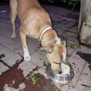Missing: White-Brown Mix Male Indie Dog from Diggin restaurant in Anand Lok