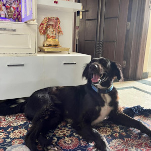Missing: Black Male Indie Dog from Nilgiri apartment
