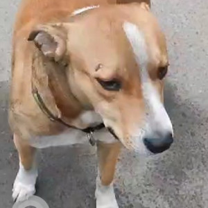 Found: Brown Male Indie Dog from Diggin restaurant in Anand Lok