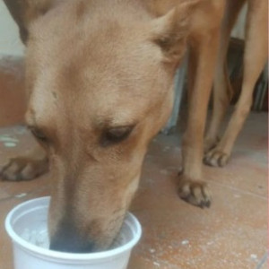 Missing: Brown Female Indie Dog from Shivanand circle
