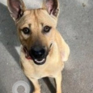 Missing: Brown Male Indie Dog from 16th Main Road, HAL 2nd Stage, Indiranagar