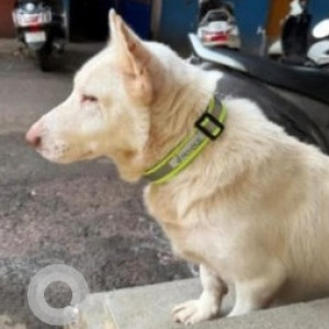 Missing: White Male Pomeranian Dog from Near Prakash Nagar