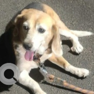 Found: White-Brown Mix Female Beagle Dog from Oval ground