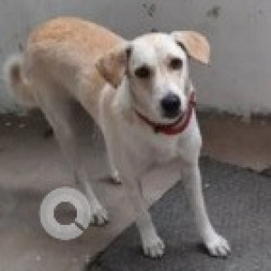 Missing: White-Brown Mix Female Indie Dog from St Bed Koramangala