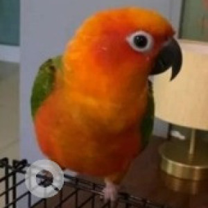 Missing: Orange Male Jenday conure Bird from Banashankari 5th stage, behind mantri alpyne apartment