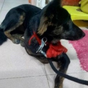 Found: Black and Brown Female German Shepherd Dog from Bel road, Kuvempu circle Bel thales system