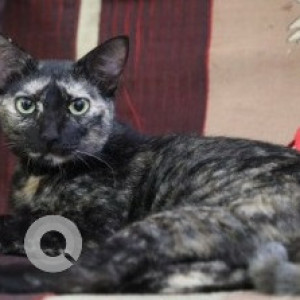 Missing: Black and White Female Indie Cat from Madipakkam, Vishal Nagar, Chennai
