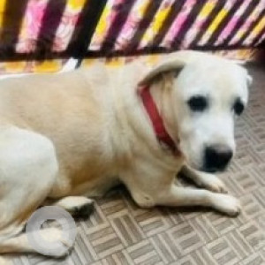 Found: White Female Labrador Dog from Bidarahalli, Aaiyappa swamy temple, kada agrahara road