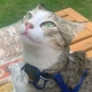 Missing: White and Grey Female Indie Cat from Chaitanya Samarpan