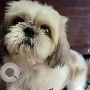 Missing: White-Brown Mix Male Shih Tzu Dog from South Bengaluru