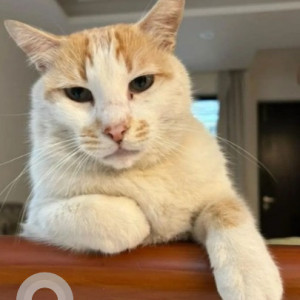 Missing: White-Brown Mix Male Indie Cat from NVT Liferquare, Nagondanahalli, Whitefield
