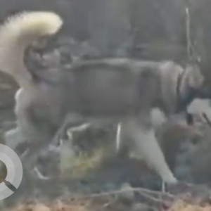 Found: White and Grey Male Husky Dog from Faridabad Gurgaon highway
