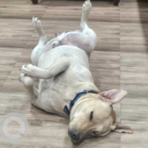 Missing: White Male Indie Dog from Mulund pipe line road near gurudwara golden hall