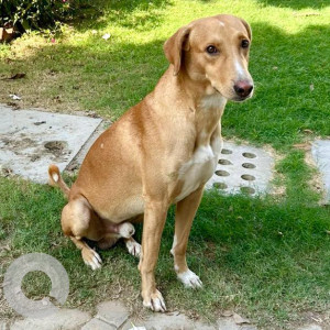 Missing: Brown Male Indie Dog from Sector 47, Gurgaon