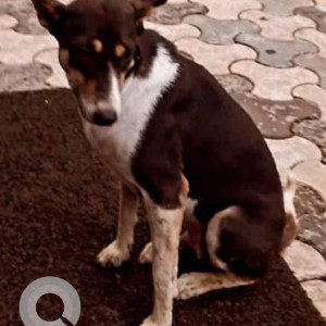 Missing: Black and White Female Indie Dog from Pasco, Silverton Tower, Golfcoure Ext, Nirvana Country