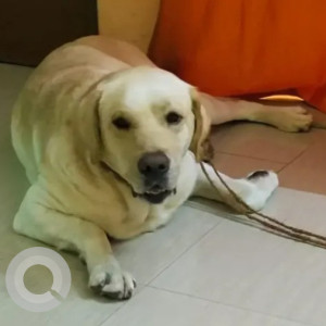 Found: White Male Labrador Dog from Madhura Nagar 2nd stage muthsandra main road varthur
