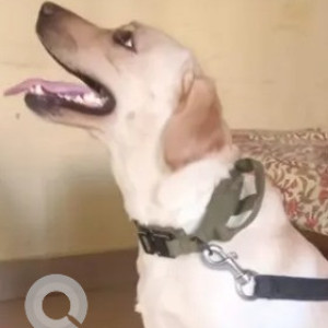 Found: White Male Labrador Dog from Banashankari 3rd stage