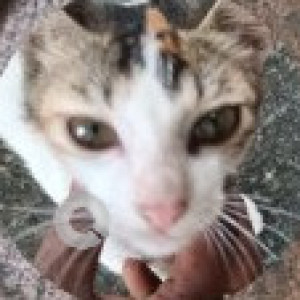 Missing: Black and White Female Indie Cat from Kolapakkam, Porur