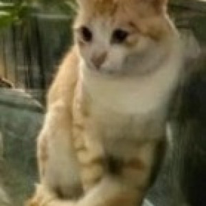 Found: Orange Male Ginger cat Cat from Brigade lakefront society, Seetharampalya