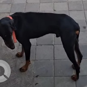 Found: Black Male Indie Dog from Army Sport Institution, Koregaon Park