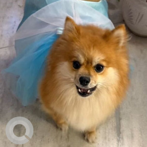 Missing: White-Brown Mix Female Pomeranian Dog from New Sunny Enclave