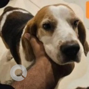 Found: White-Brown Mix Male Beagle Dog from RMV, Sanjay Nagar, Bangalore