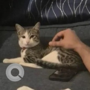 Found: White and Grey Male Indie Cat from Somasundarapalya, HSR Layout