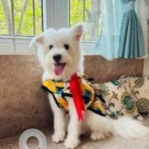 Found: White Male West Highland White Terrier Dog from Mahadevapura