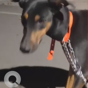 Found: Black Female Doberman-Indie mix Dog from Rajajinagar 5th Block