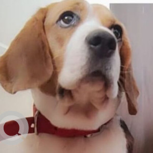 Missing: White-Brown Mix Male Beagle Dog from Sector-4, Dwarka, New Delhi