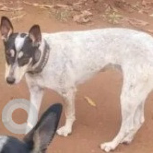 Missing: Black and White Male Indie Dog from BTM, Bilekahalli, and Devarachikkanahalli