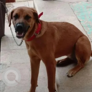Missing: Brown Female Indie Dog from Sahakar Nagar Temple tree farm