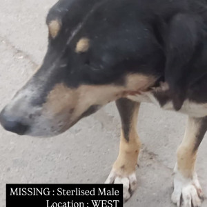 Missing: Black and Brown Male Indie Dog from Parmanand Colony Near Model Town