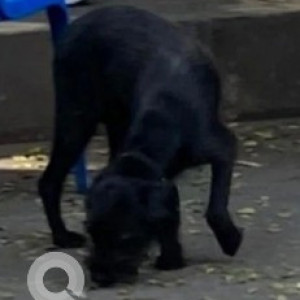 Found: Black Male Indie Dog from JP Nagar 7th Phase, outside forest park ( near Vega city mall )