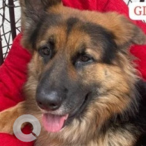 Missing: Black and Brown Male German Shepherd Dog from Beml Layout 3rd Stage, Giridhama Layout