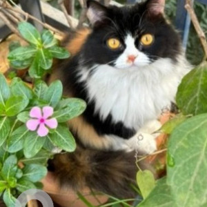 Missing: Black and White Female Persian Cat from Ramaiah college road in IISC and NIAS CAMPUS