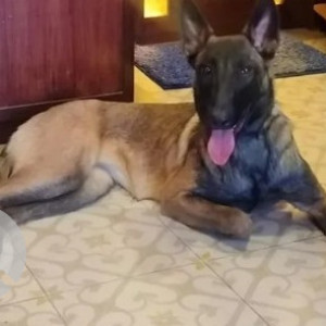Missing: Black and Brown Female Belgian Malinois Dog from Bearys Anugraha, Lingarajapuram