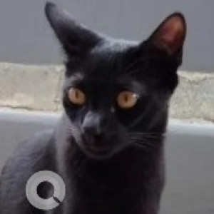 Missing: Black Female Indie Cat from Domlur