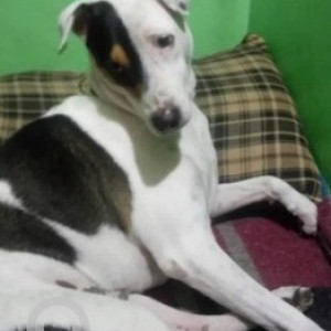 Missing: Black and White Male Indie Dog from Sarakki HDFC bank