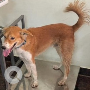 Missing: White-Brown Mix Male Indie Dog from Choudhary Nagar 14th street, Valasaravakkam