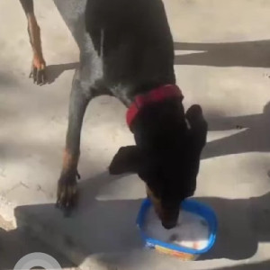 Found: Black Female Indie Dog from Tagore Garden